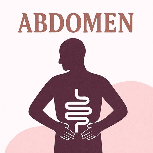 Illustration symbolique du mot abdomen, montrant une silhouette mettant en évidence le système digestif stylisé, dans une palette inspirée de la lithothérapie (vert foncé, beige minéral, rose quartz), évoquant le soutien digestif naturel et énergétique.